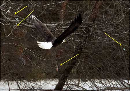 Bald eagle flying through trees