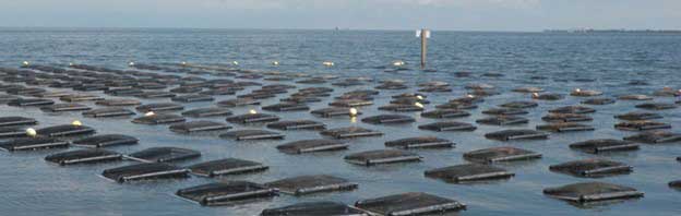 Shellfish aquaculture